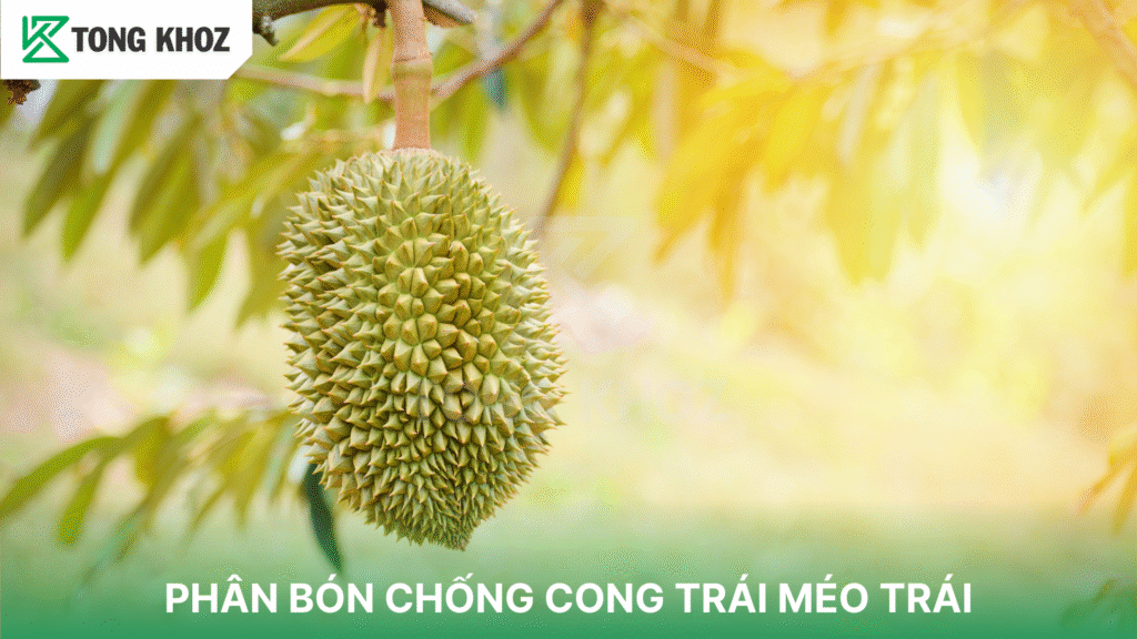 PHÂN BÓN CHỐNG CONG TRÁI MÉO TRÁI