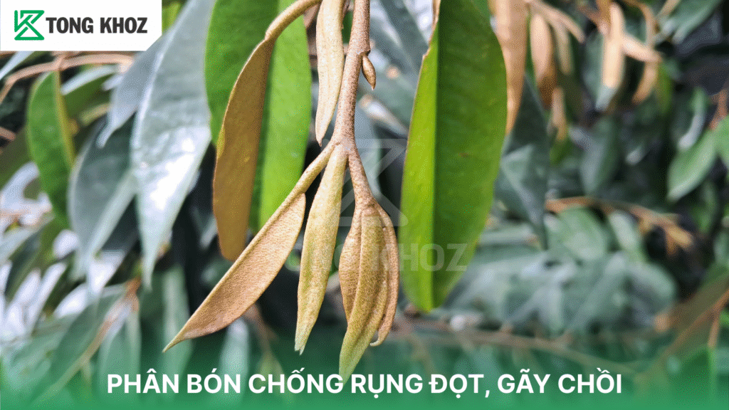 PHÂN BÓN CHỐNG RỤNG ĐỌT, GÃY CHỒI