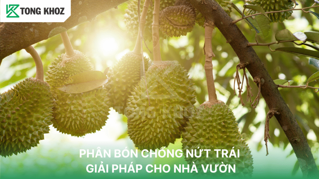 PHÂN BÓN CHỐNG NỨT TRÁI - GIẢI PHÁP CHO NHÀ VƯỜN
