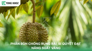 PHÂN BÓN CHỐNG RỤNG RÁI, BÍ QUYẾT ĐẠT NĂNG SUẤT VÀNG