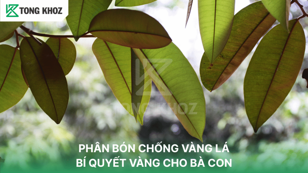 PHÂN BÓN CHỐNG VÀNG LÁ: BÍ QUYẾT VÀNG CHO BÀ CON