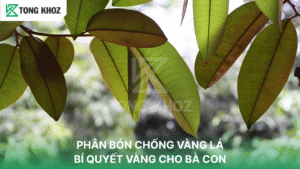 PHÂN BÓN CHỐNG VÀNG LÁ: BÍ QUYẾT VÀNG CHO BÀ CON