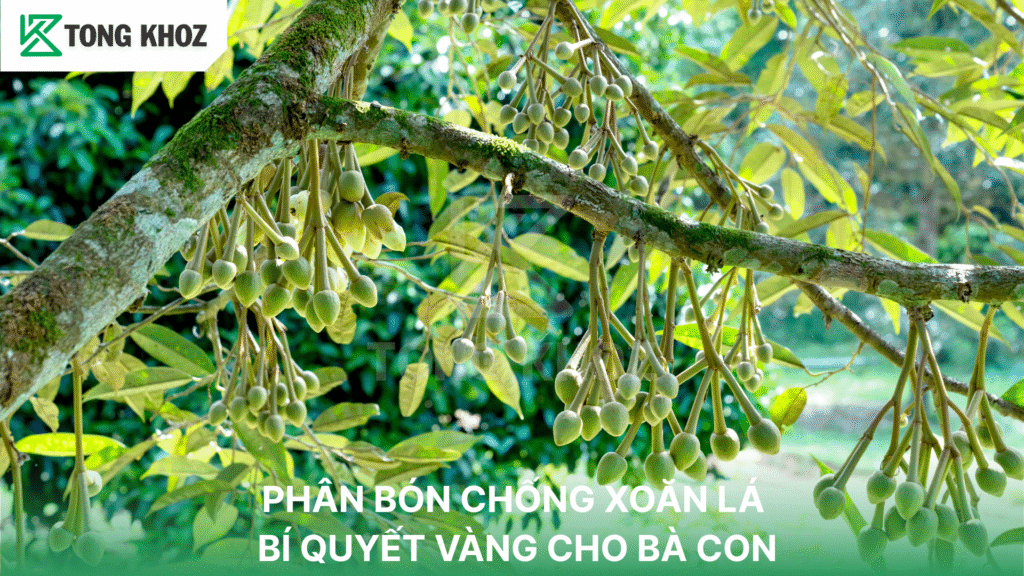 PHÂN BÓN CHỐNG XOĂN LÁ - BÍ QUYẾT VÀNG CHO BÀ CON