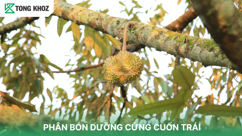 PHÂN BÓN DƯỠNG CỨNG CUỐN TRÁI