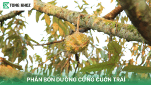 PHÂN BÓN DƯỠNG CỨNG CUỐN TRÁI