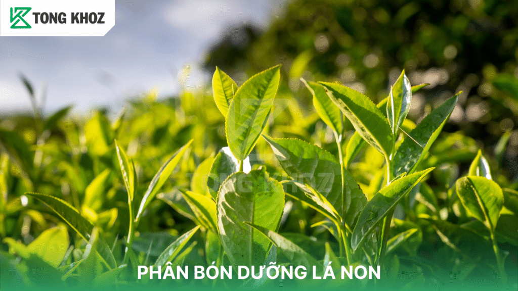 PHÂN BÓN DƯỠNG LÁ NON