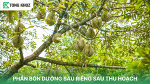 PHÂN BÓN DƯỠNG SẦU RIÊNG SAU THU HOẠCH