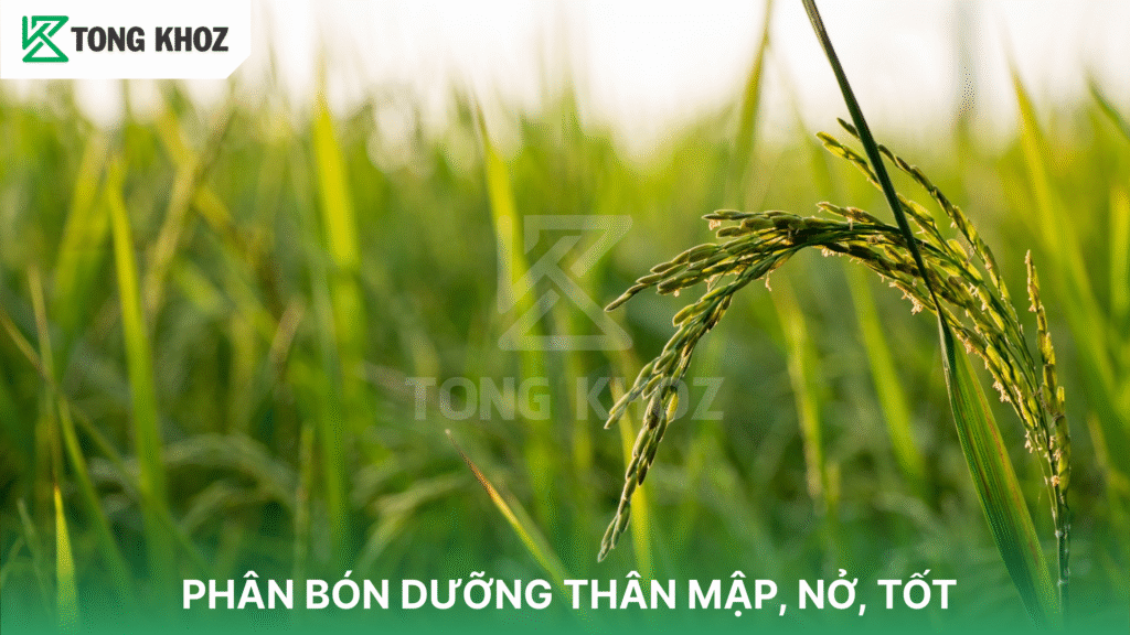 PHÂN BÓN DƯỠNG THÂN MẬP, NỞ, TỐT