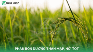 PHÂN BÓN DƯỠNG THÂN MẬP, NỞ, TỐT
