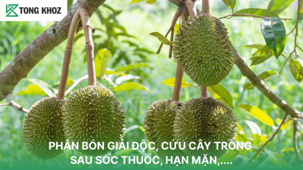 PHÂN BÓN GIẢI ĐỘC, CỨU CÂY TRỒNG SAU SỐC THUỐC, HẠN MẶN,....