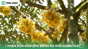 PHÂN BÓN GIÚP SẦU RIÊNG RA HOA ĐỒNG LOẠT