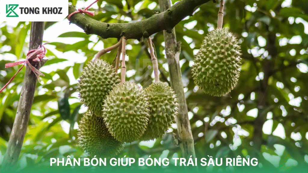 PHÂN BÓN GIÚP BÓNG TRÁI SẦU RIÊNG
