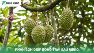 PHÂN BÓN GIÚP BÓNG TRÁI SẦU RIÊNG