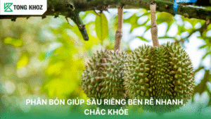 Phân bón giúp sầu riêng bén rễ nhanh