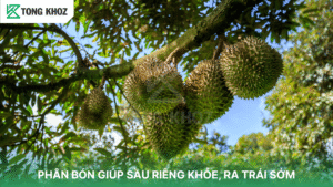 Phân bón giúp sầu riêng khỏe, ra trái tốt