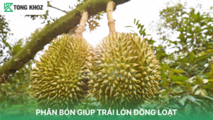 PHÂN BÓN GIÚP TRÁI LỚN ĐỒNG LOẠT