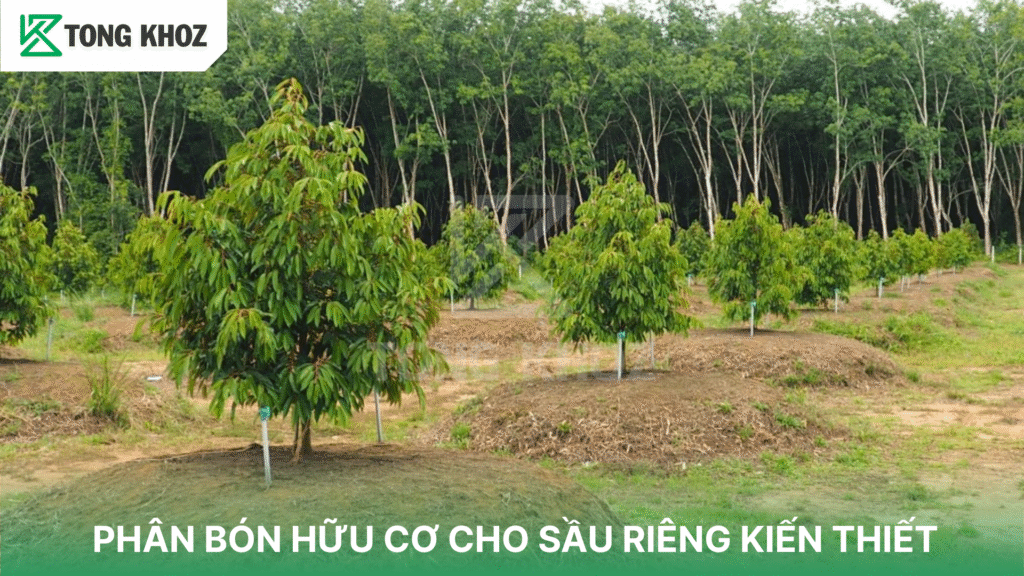 PHÂN BÓN HỮU CƠ CHO SẦU RIÊNG KIẾN THIẾT