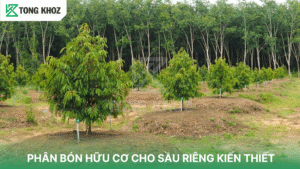 PHÂN BÓN HỮU CƠ CHO SẦU RIÊNG KIẾN THIẾT