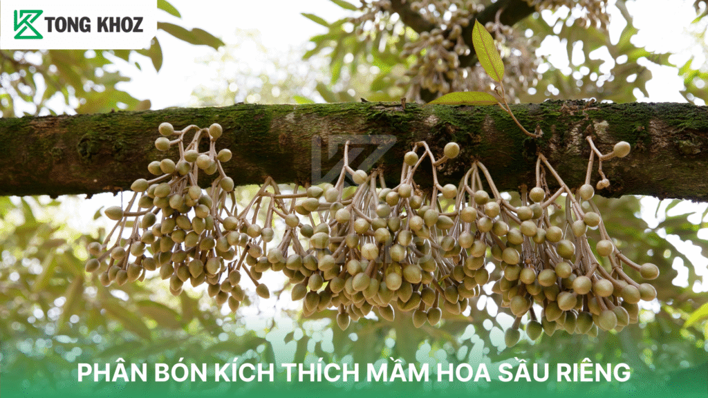PHÂN BÓN KÍCH THÍCH MẦM HOA SẦU RIÊNG
