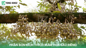 PHÂN BÓN KÍCH THÍCH MẦM HOA SẦU RIÊNG