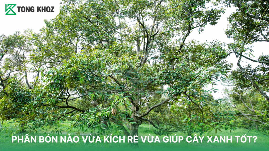 Phân bón nào vừa kích rễ vừa giúp cây xanh tốt?