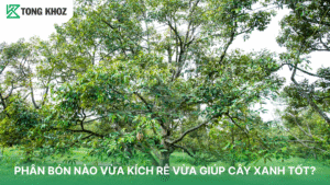 Phân bón nào vừa kích rễ vừa giúp cây xanh tốt?