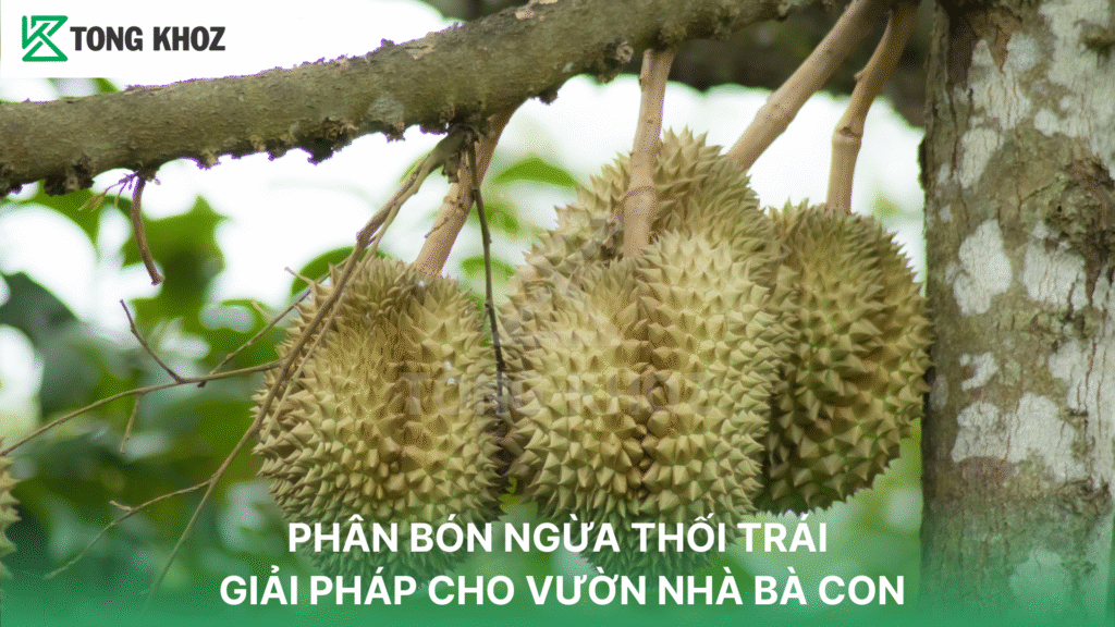 PHÂN BÓN NGỪA THỐI TRÁI - GIẢI PHÁP CHO VƯỜN NHÀ BÀ CON
