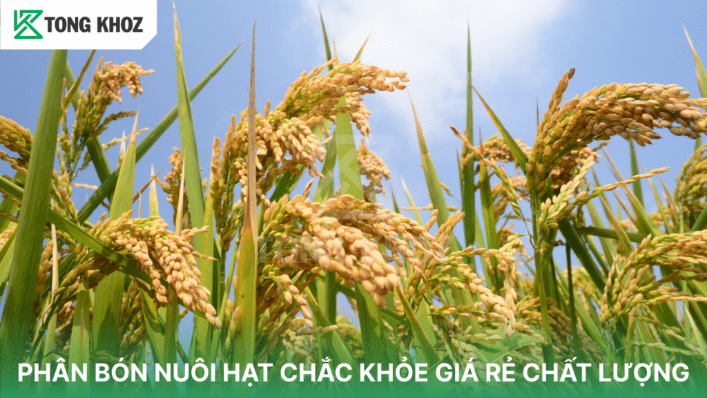 PHÂN BÓN NUÔI HẠT CHẮC KHỎE GIÁ RẺ CHẤT LƯỢNG