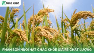 PHÂN BÓN NUÔI HẠT CHẮC KHỎE GIÁ RẺ CHẤT LƯỢNG