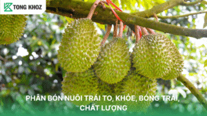 Phân bón nuôi trái
