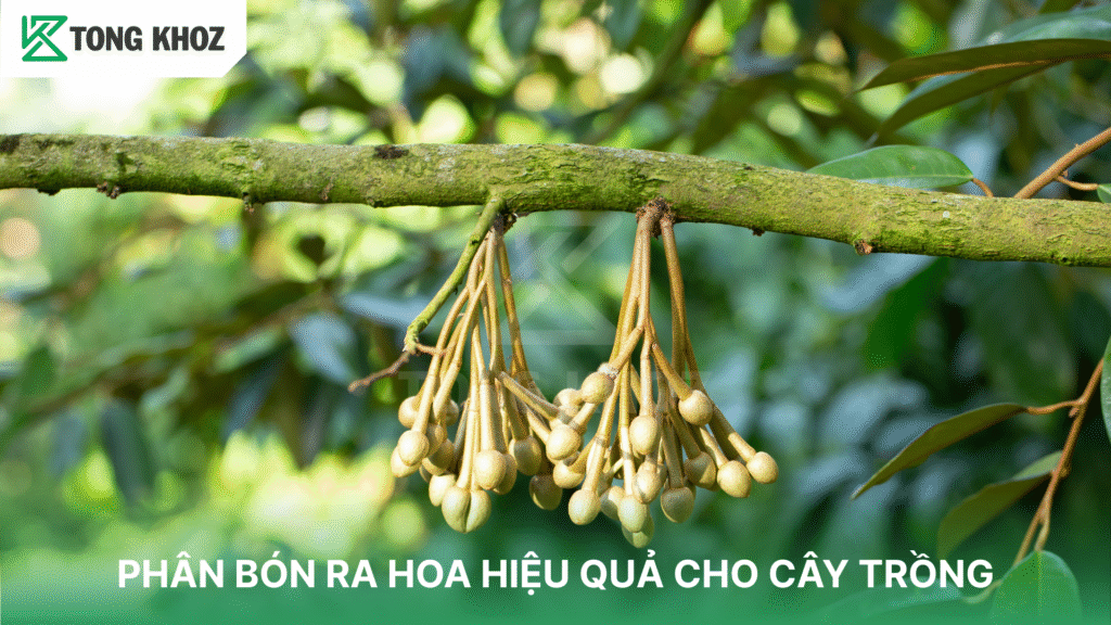 Phân bón ra hoa hiệu quả