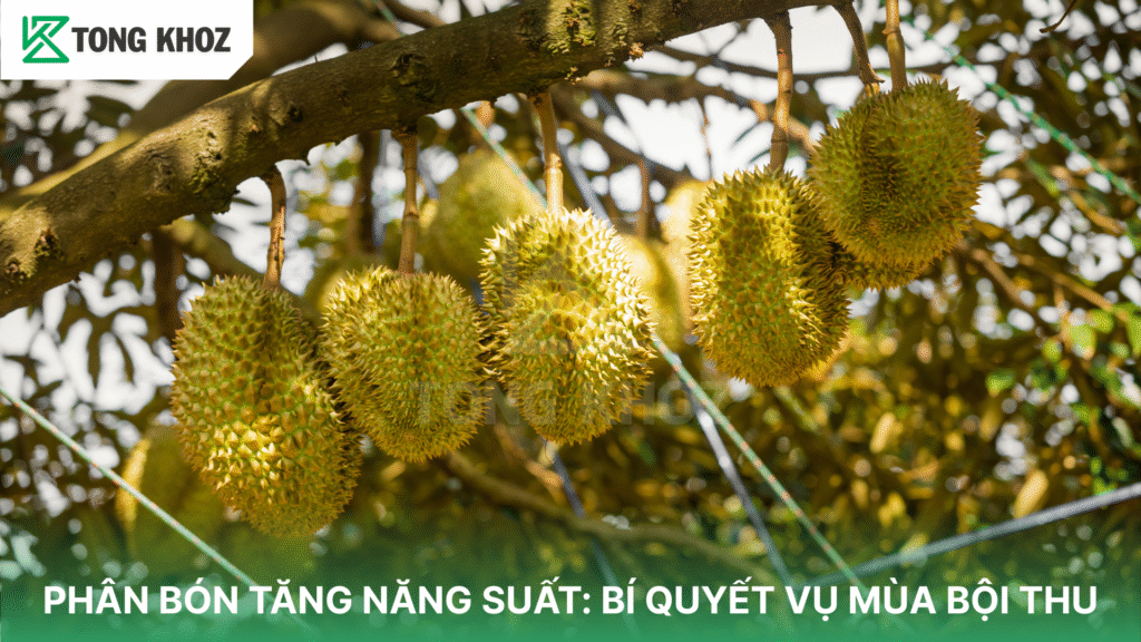 Phân bón tăng năng suất
