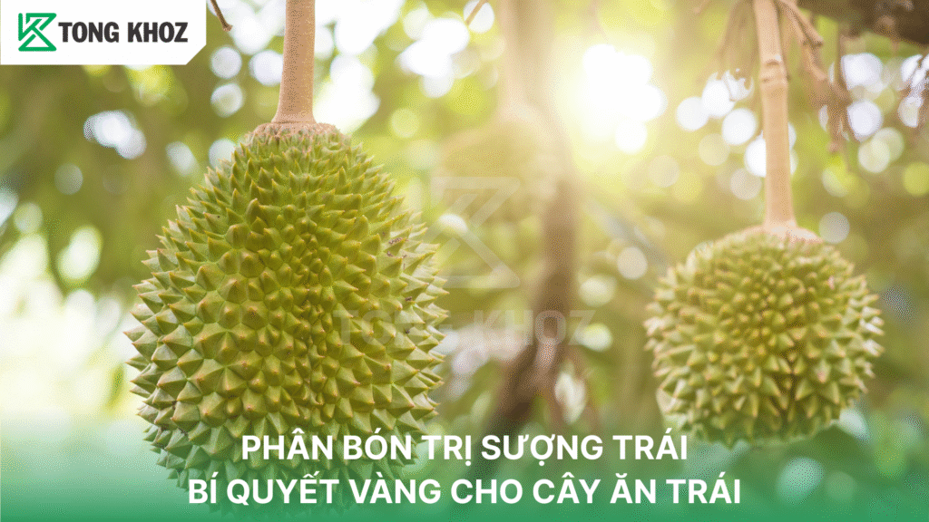 PHÂN BÓN TRỊ SƯỢNG TRÁI: BÍ QUYẾT VÀNG CHO CÂY ĂN TRÁI