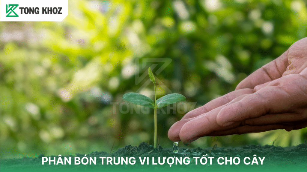 Phân bón trung vi lượng