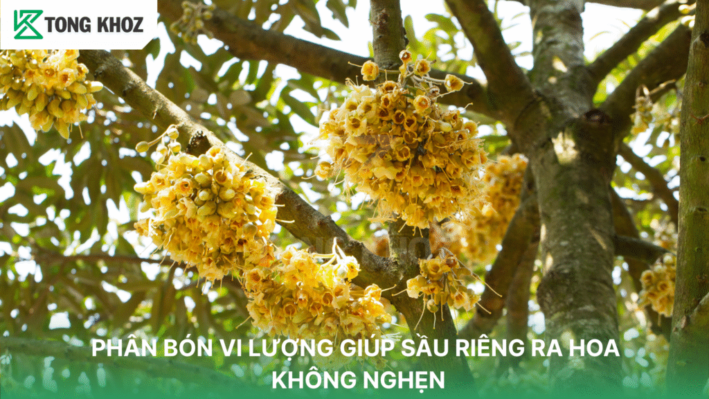 PHÂN BÓN VI LƯỢNG GIÚP SẦU RIÊNG RA HOA KHÔNG NGHẸN