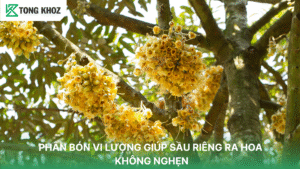 PHÂN BÓN VI LƯỢNG GIÚP SẦU RIÊNG RA HOA KHÔNG NGHẸN