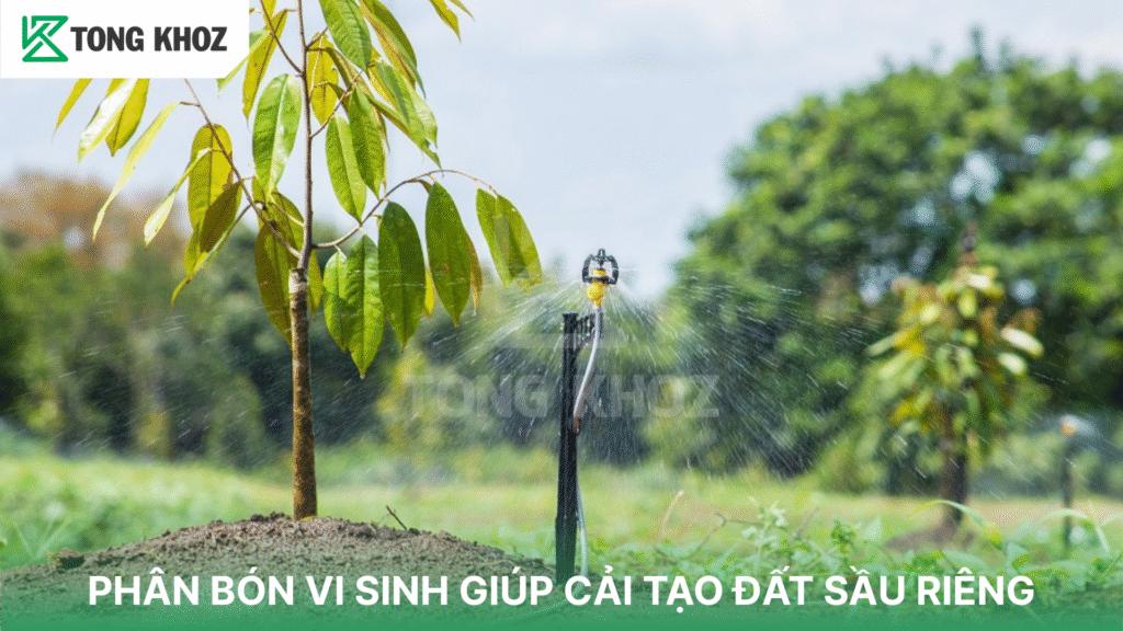 PHÂN BÓN VI SINH GIÚP CẢI TẠO ĐẤT SẦU RIÊNG