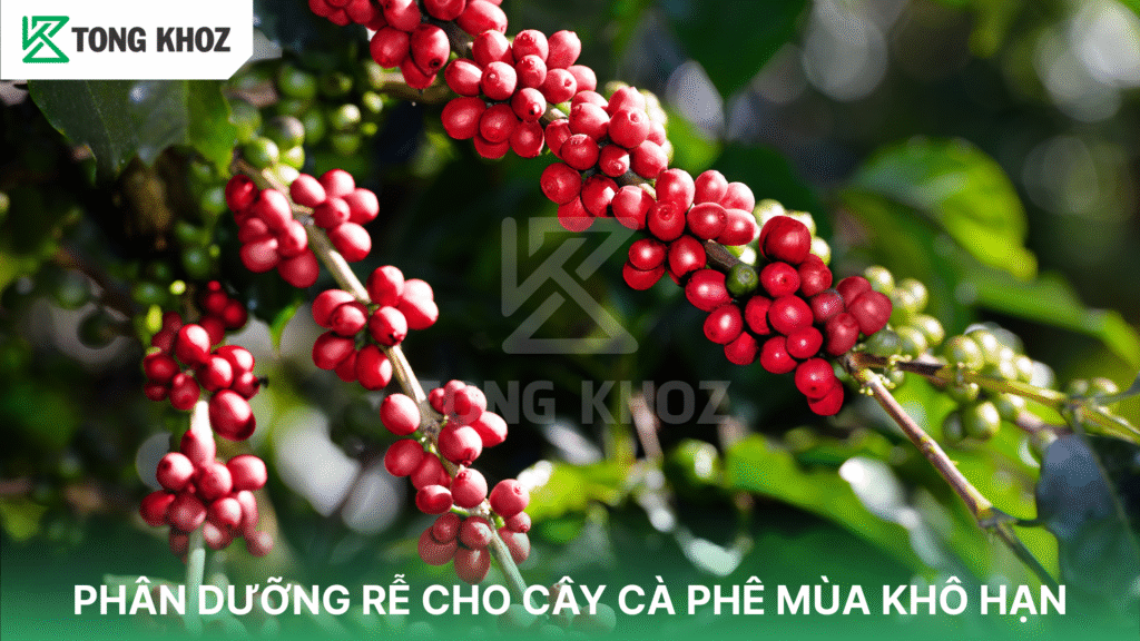 Phân dưỡng rễ cho cà phê