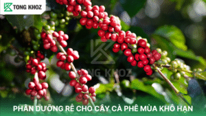 Phân dưỡng rễ cho cà phê