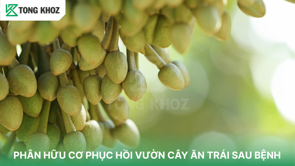 PHÂN HỮU CƠ PHỤC HỒI VƯỜN CÂY ĂN TRÁI SAU BỆNH