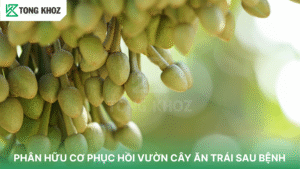 PHÂN HỮU CƠ PHỤC HỒI VƯỜN CÂY ĂN TRÁI SAU BỆNH