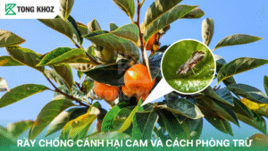 Rầy chổng cánh hại cam