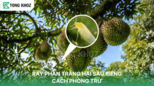 Rầy phấn trắng hại sầu riêng
