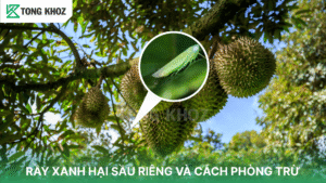 Rầy xanh hại sầu riêng