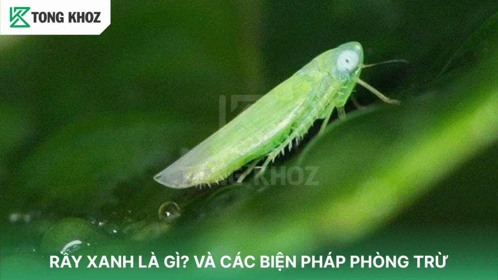 Rầy xanh là gì?