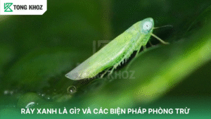 Rầy xanh là gì?