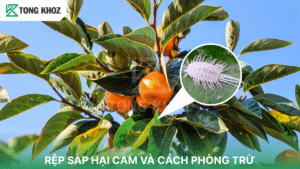 Rệp sáp hại cam