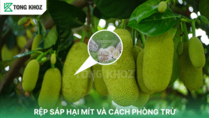 Rệp sáp hại mít và cách phòng trừ