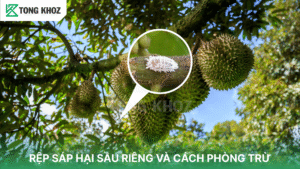 Rệp sáp hại sầu riêng