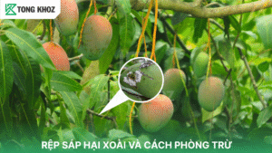 Rệp sáp hại xoài và cách phòng trừ